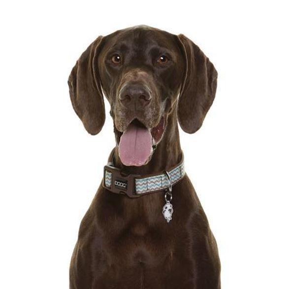 Brown Great Dane wearing DOOG Benji dog collar