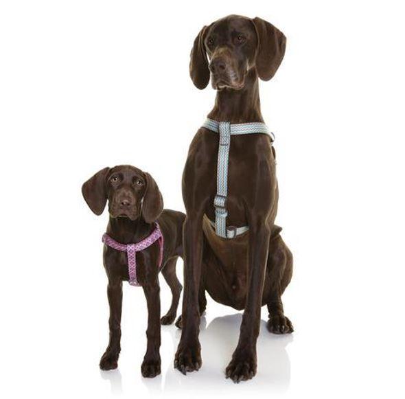 DOOG Neoprene Dog Harness Collection
