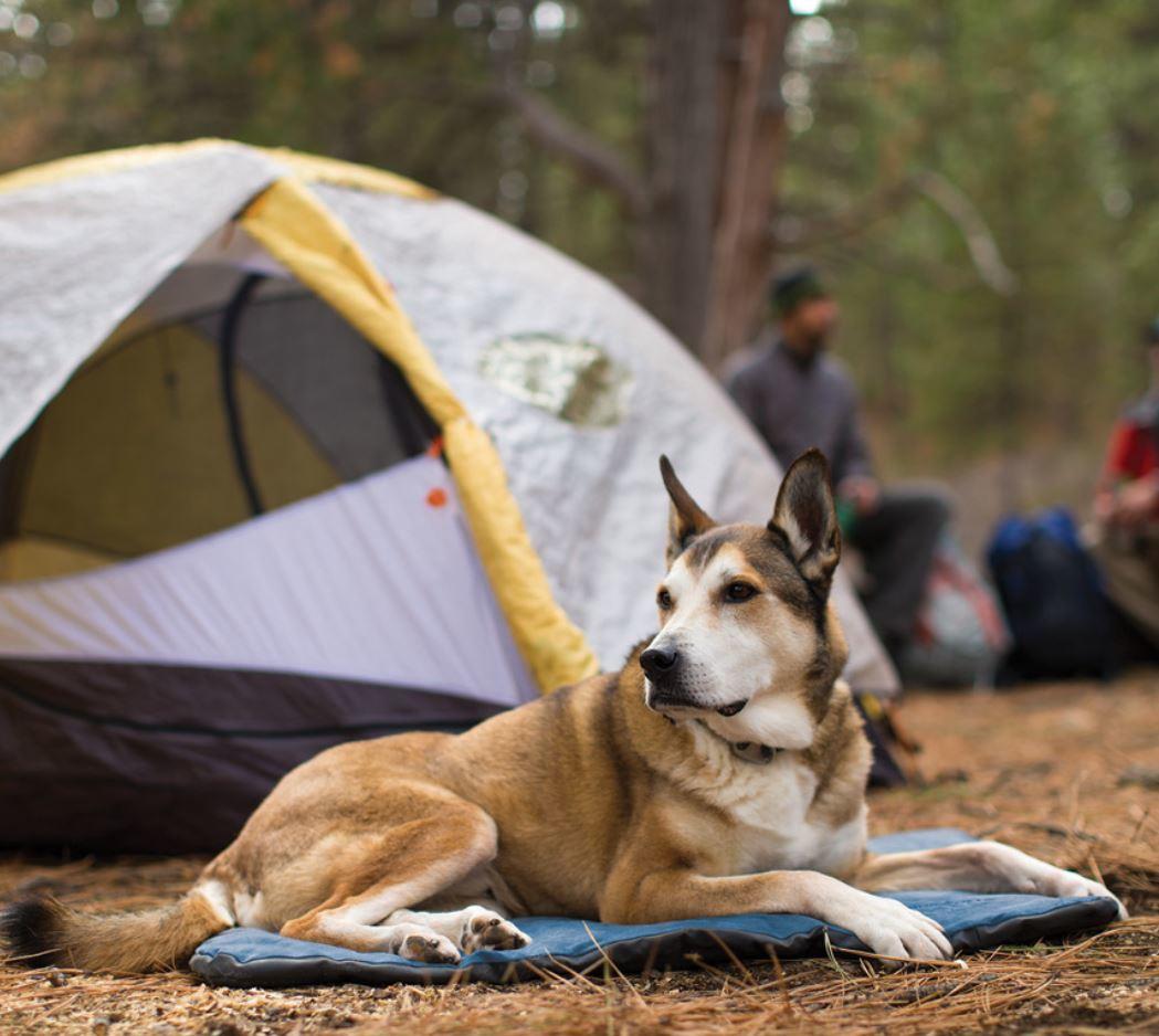 Кемпинги с собакой. Палатка для собак. Проживание с животными. Сумка Dogs Creek Outdoor Gear. Камп собака.