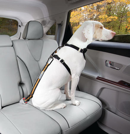 Kurgo direct to seatbelt teather for dogs