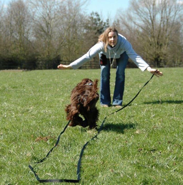 Clix Long Line For Dog Recall & Training