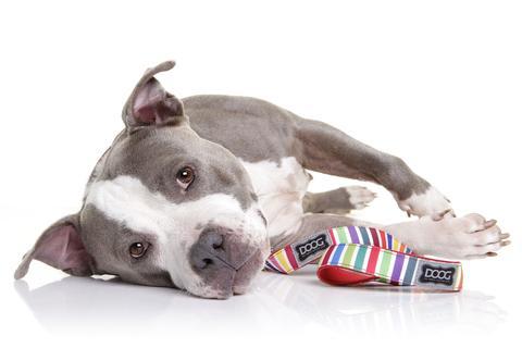 Grey/white dog wearing DOOG dog lead scooby multi coloured stripe design