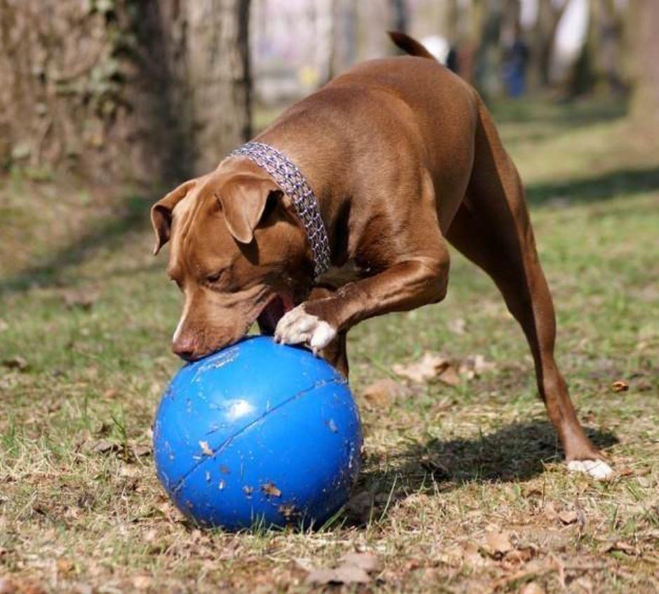 Company Of Animals Boomer Ball Tough Dog Toy