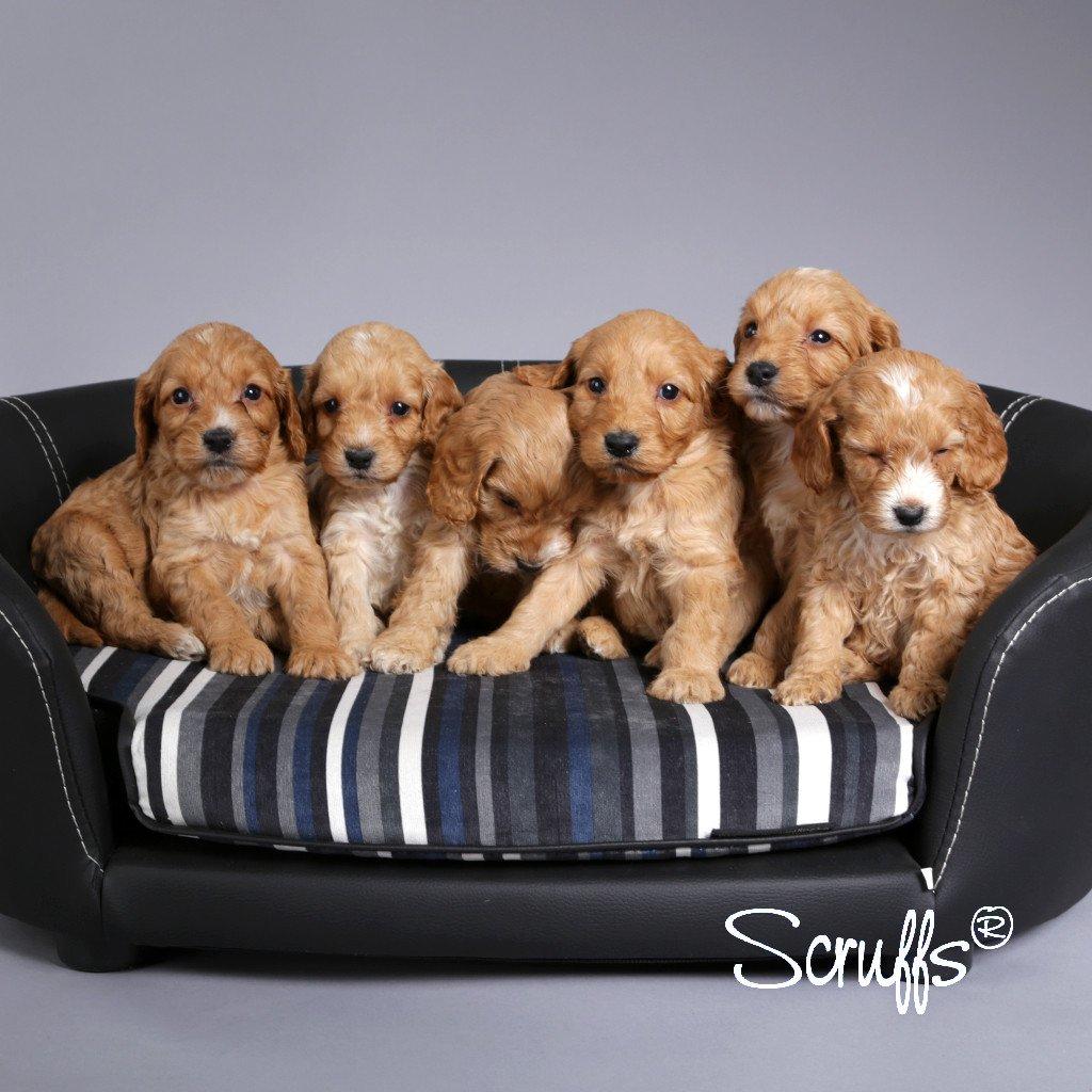 Scruffs Regent Handmade Pet Sofa Bed For Dogs