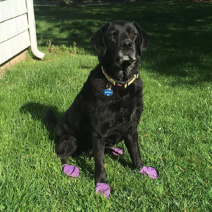 Pawz Rubber Dog Boots - Purple Large