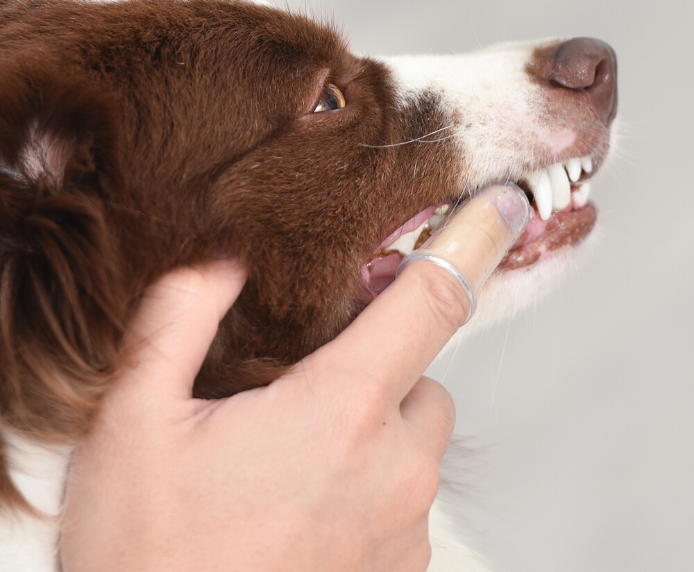 Arm & Hammer Fresh Coconut Dental Kit For Dogs with Finger Brush