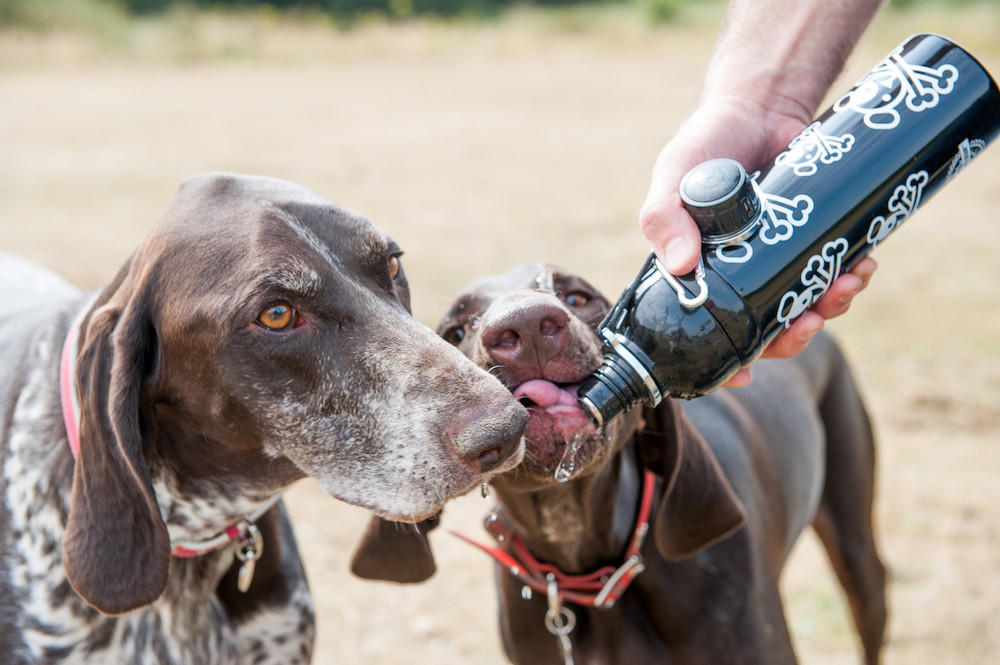dog drinking from black puppy pirate long paws water bottle