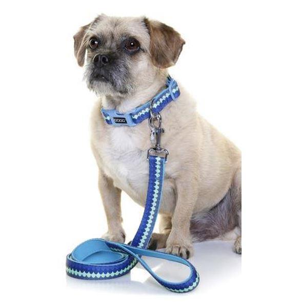 Dog wearing DOOG pluto collar and lead