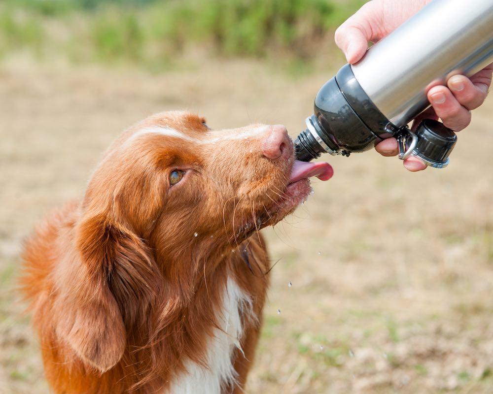 dog drinking from silver long paws water bottle