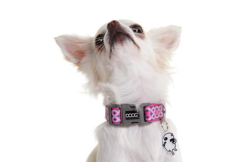 Chihuahua wearing DOOG Toto dog collar