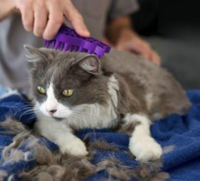 KONG ZoomGroom For Cat Deshedding