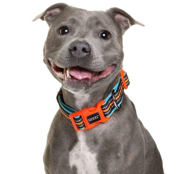 DOOG Neon Hi-Vis Dog Collars - Beethoven - Beethoven Blue & Orange