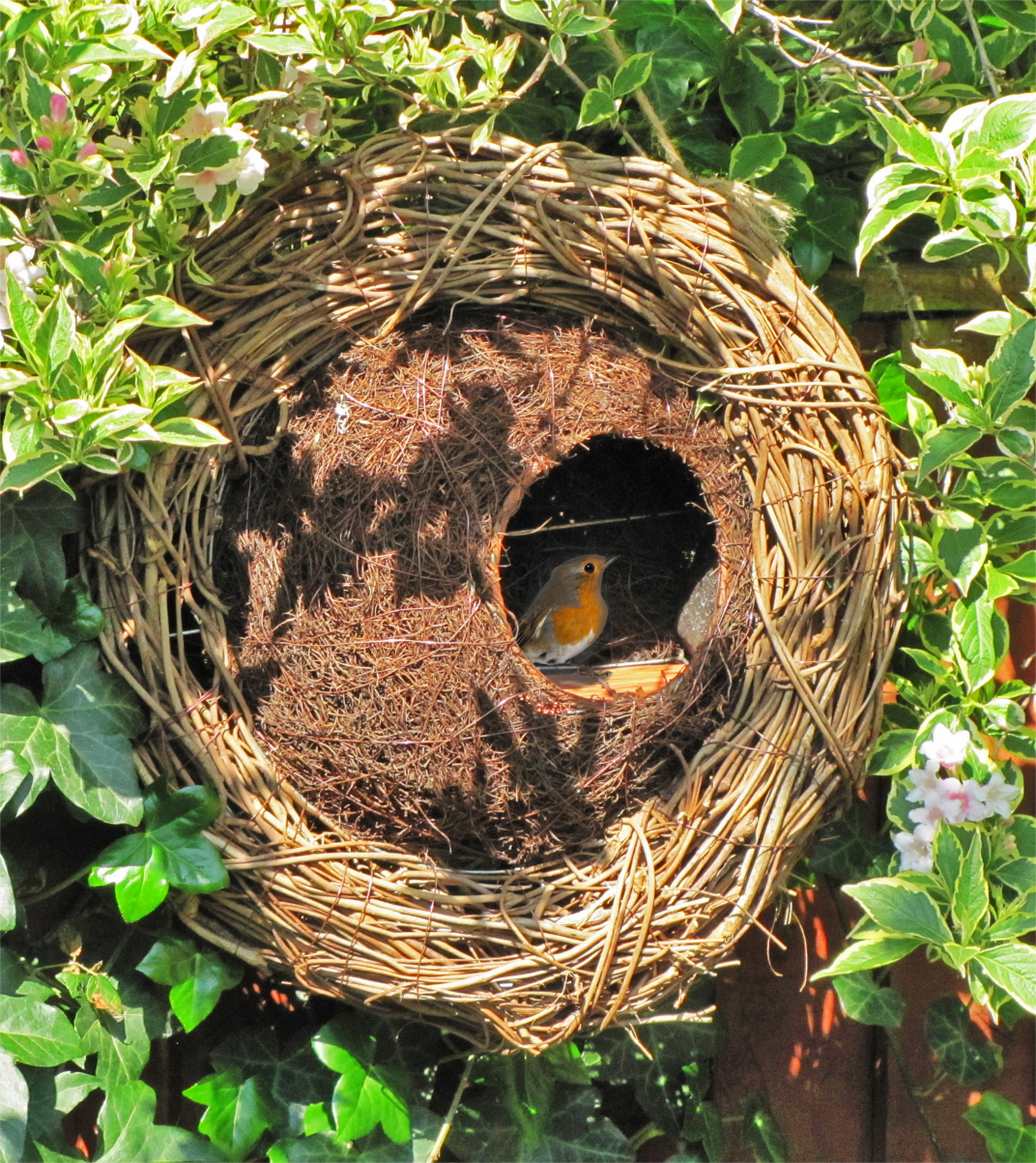 round brush wood wreath base wrapped around a ball shaped concealed bird nester, hung amongst folliage with robin redbreast sheltering inside.