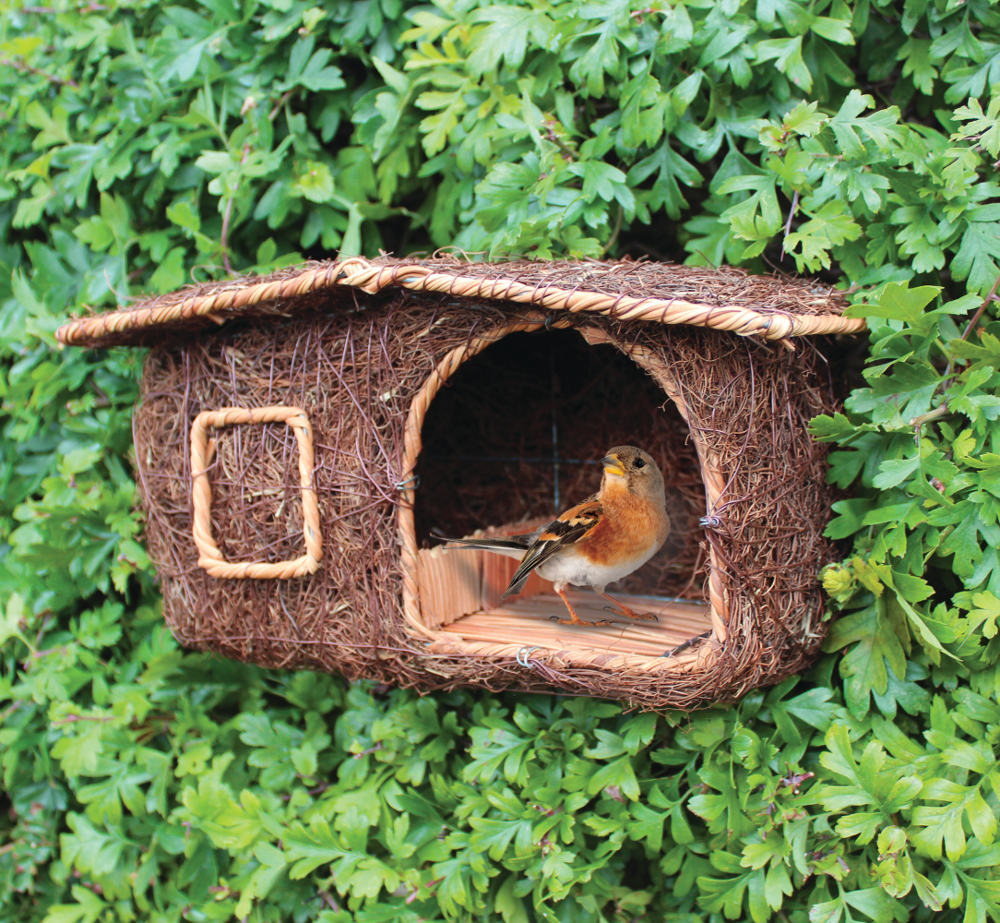 brown brushwood bird nester shaped in a lodge cabin style large open front to one side. Showed in hawthorn hedge. Bird is perched inside the cabin.