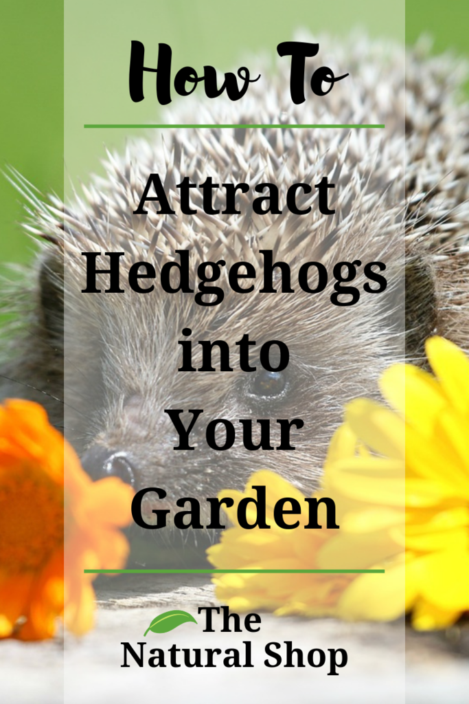 How to Attract Hedgehogs into Your Garden