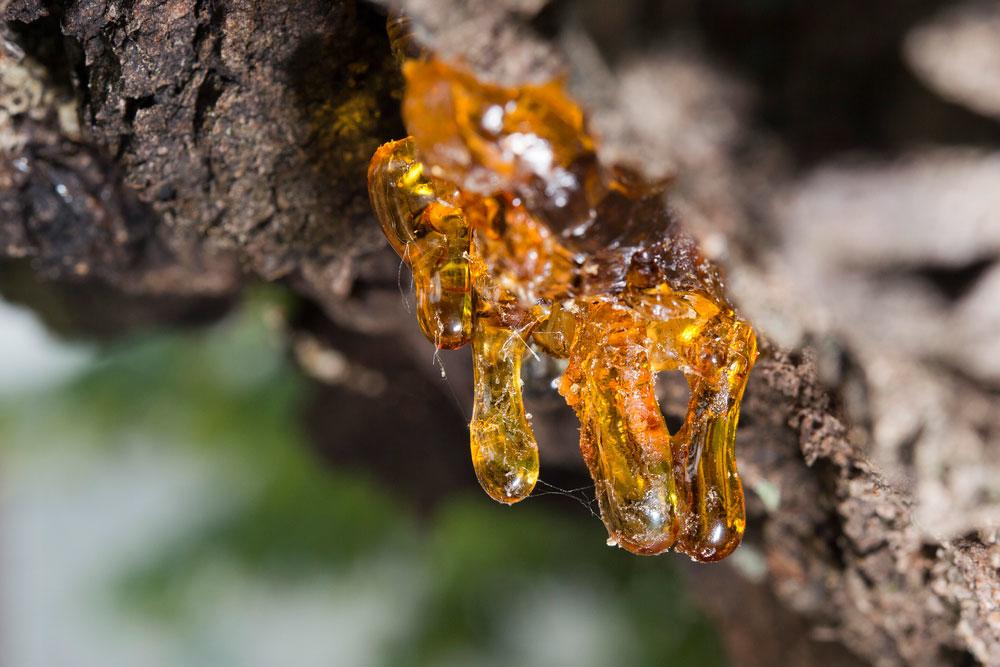 the-healing-properties-of-frankincense-water-and-how-to-make-it