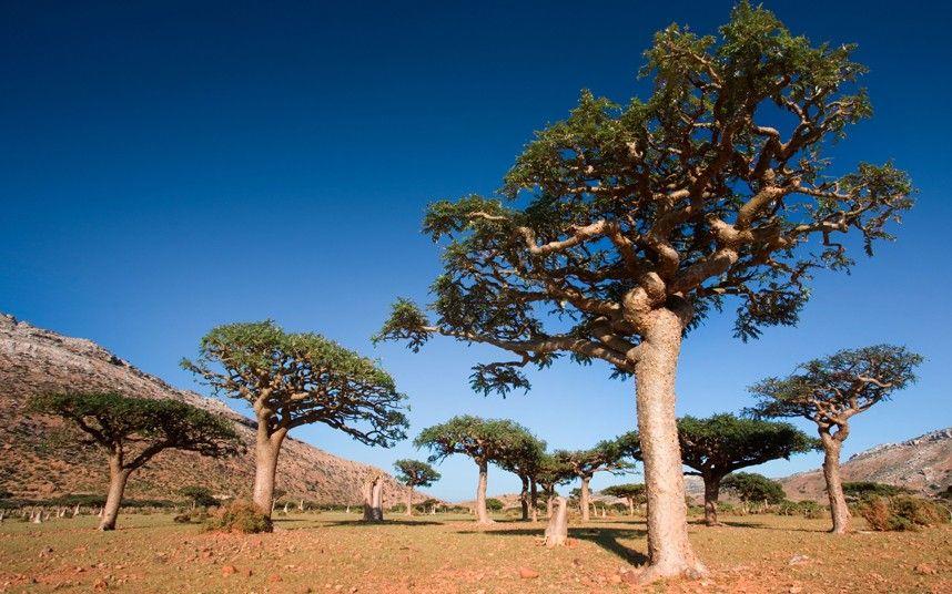 Boswellia trees