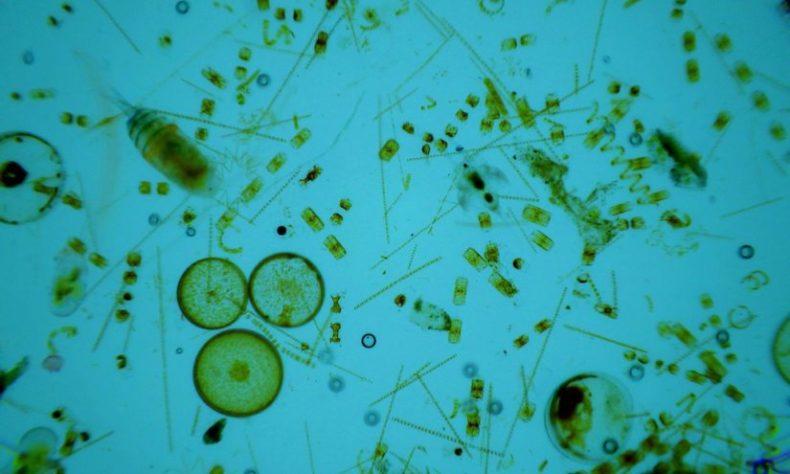 marine phytoplankton food chain