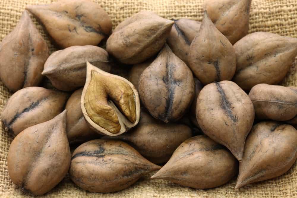 From Brains to Hearts: Meet The Mysterious Walnut Family