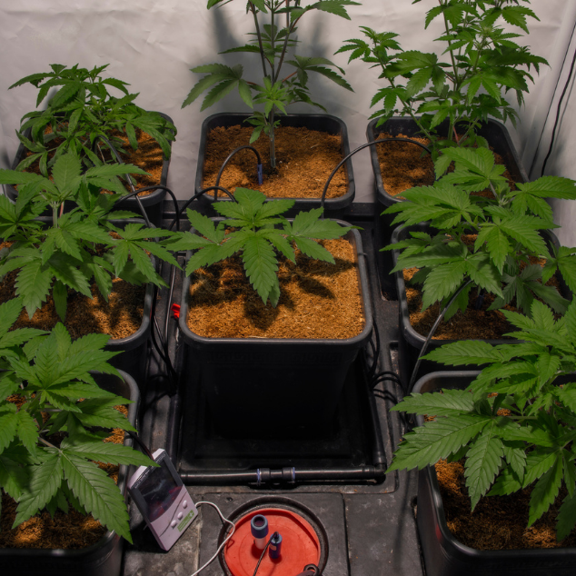 How to Set Up a Grow Tent for Indoor Cannabis Growing