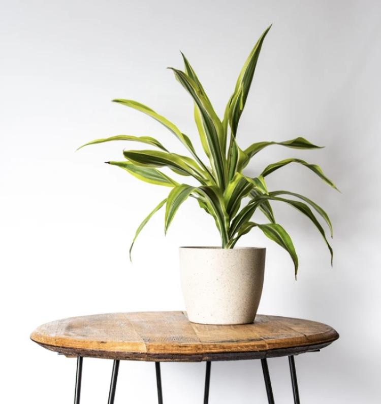 A green potted plant, on a rustic bourbon barrel head side table.