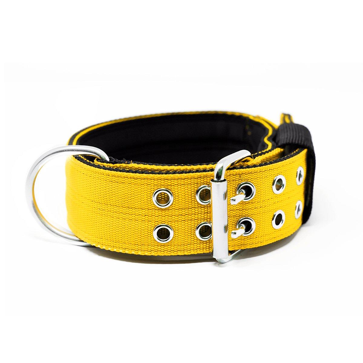 5cm Sporting Collar - Mustard Yellow