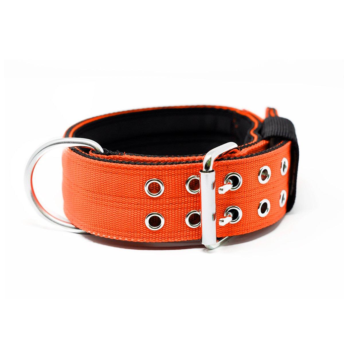 5cm Sporting Collar - Orange