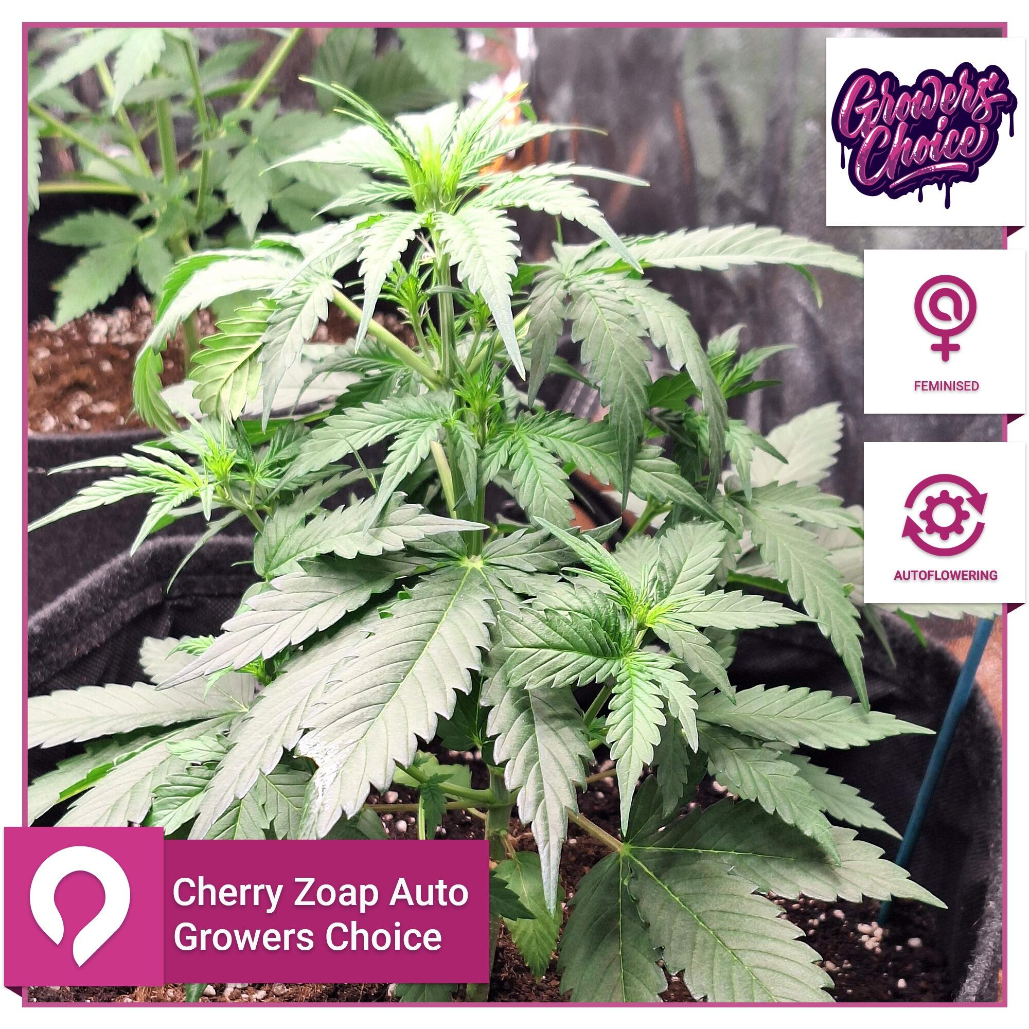 Cherry Zoap Auto Growers Choice Feminised Seeds Kazam Seeds