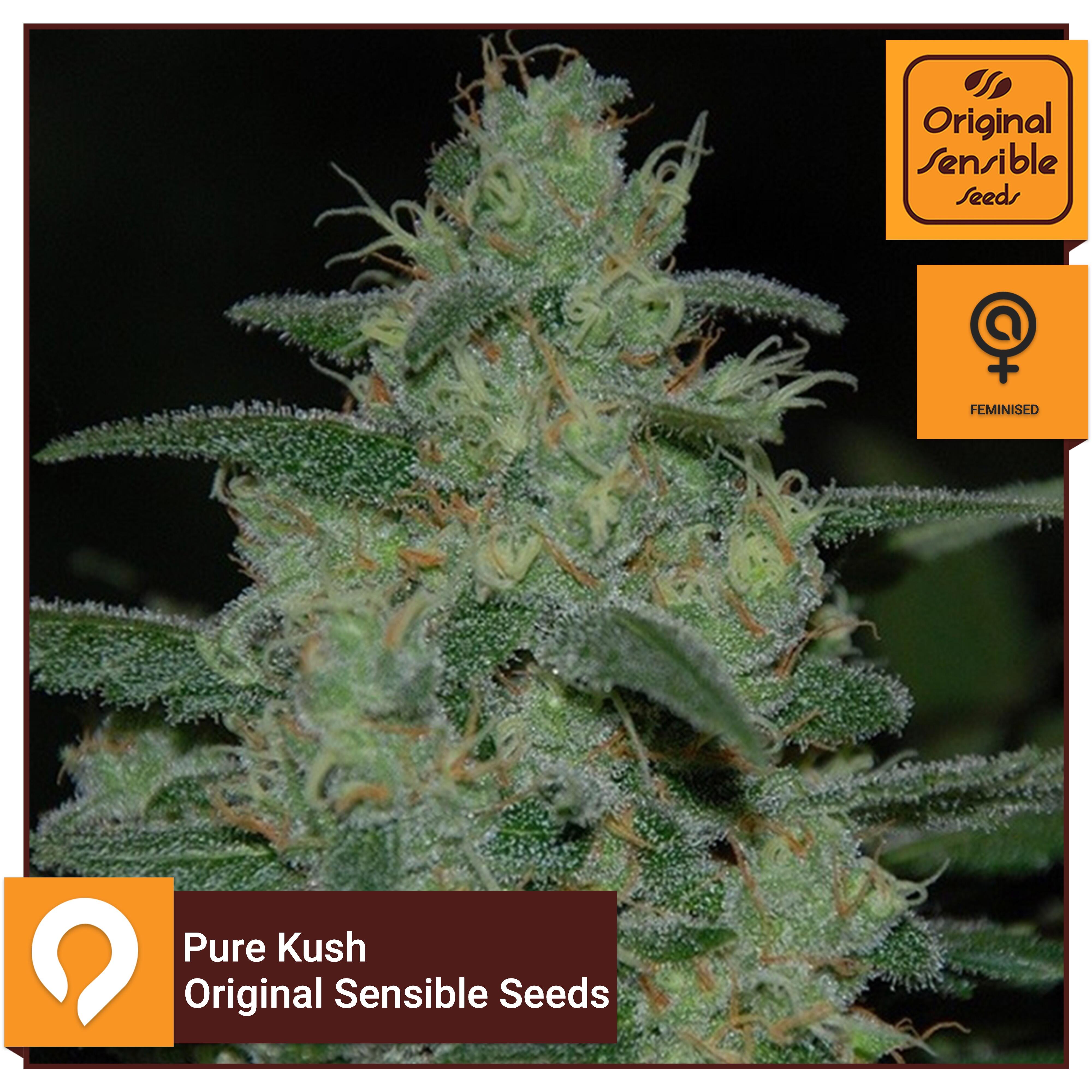 Pure Kush Original Sensible Seeds Feminised Seeds Kazam Seeds