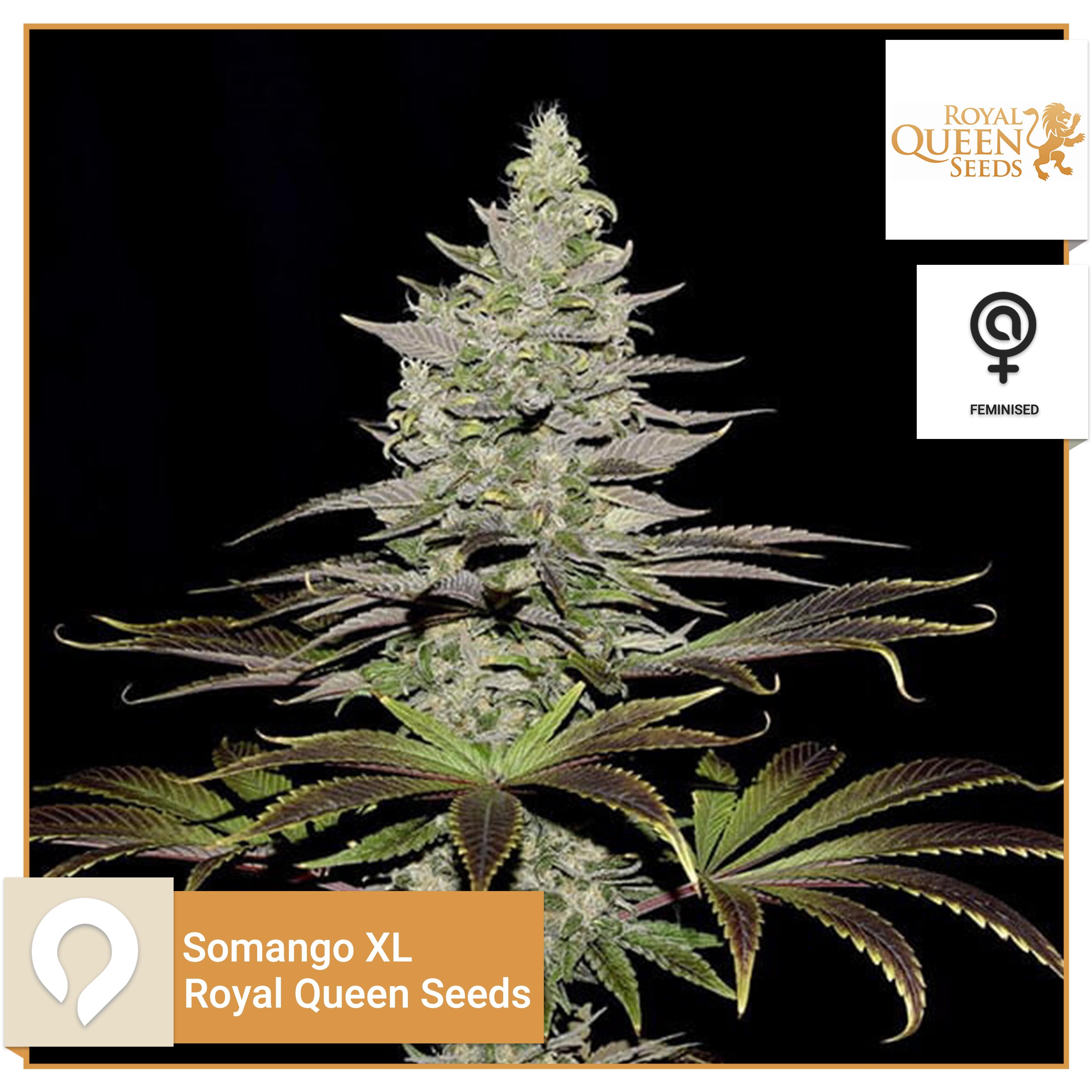 Somango Xl Royal Queen Seeds Feminised Seeds Kazam Seeds