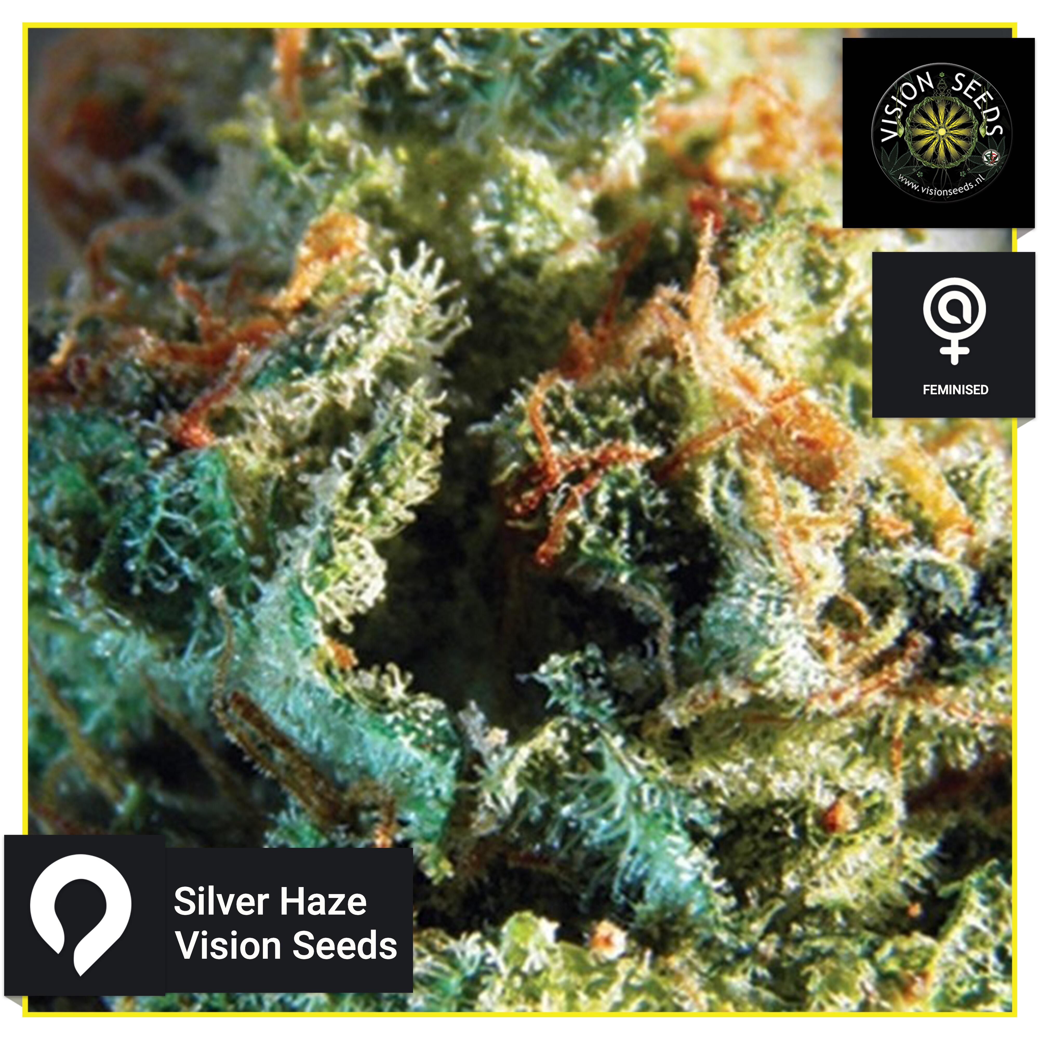 Silver Haze Vision Seeds Feminised Seeds Kazam Seeds