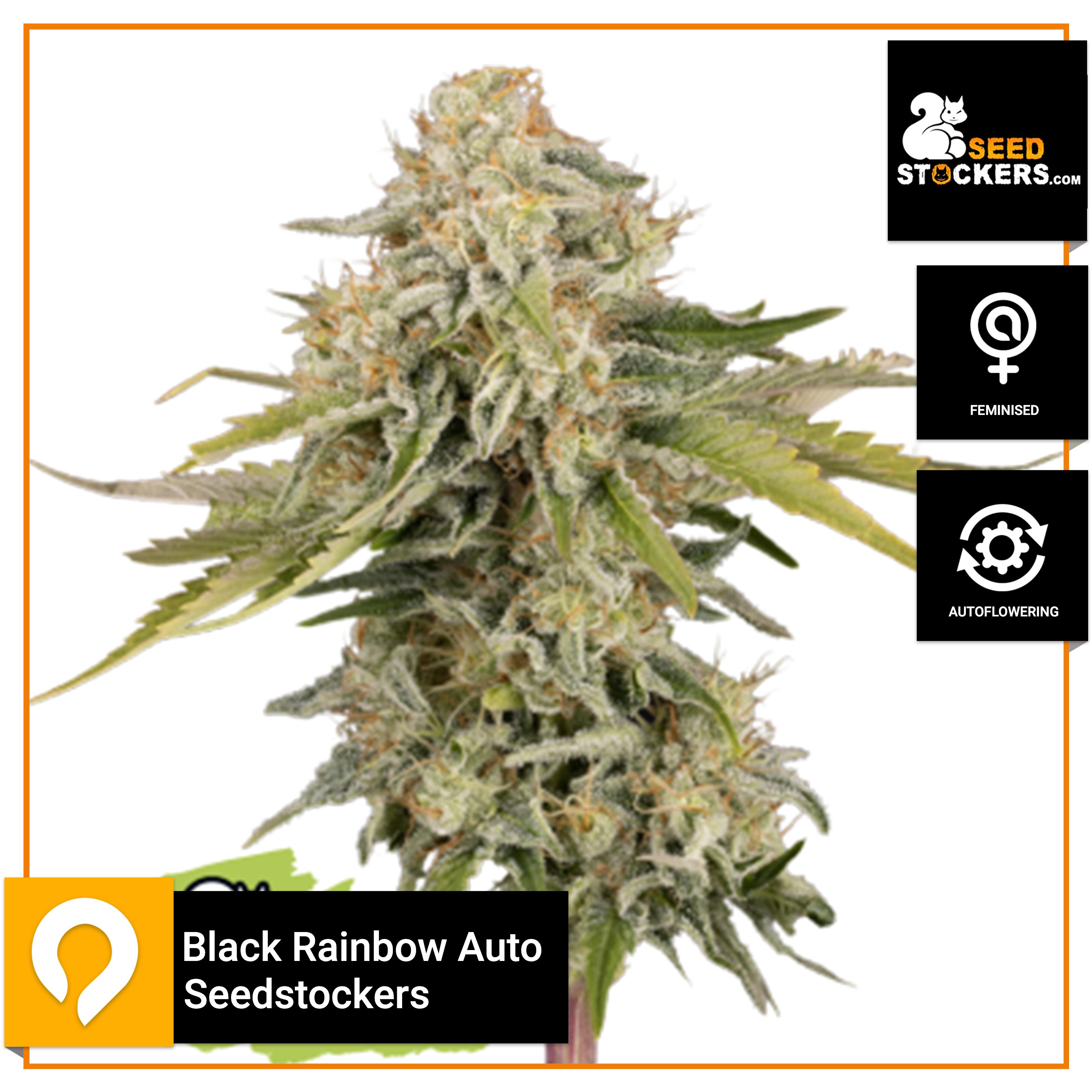 Black Rainbow Auto Seedstockers Feminised Seeds Kazam Seeds