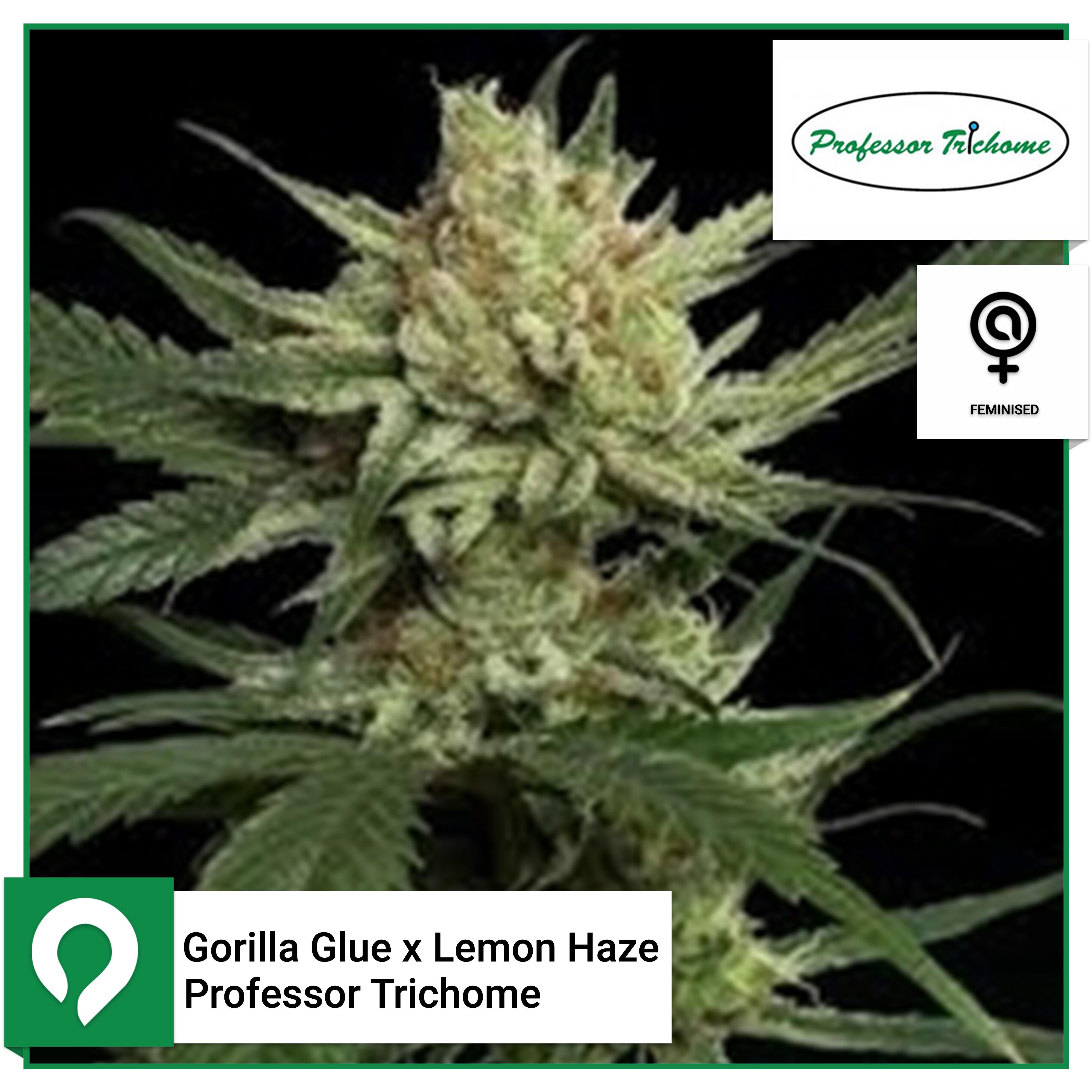 Gorilla Glue x Lemon Haze - Professor Trichome - Feminised Seeds ...