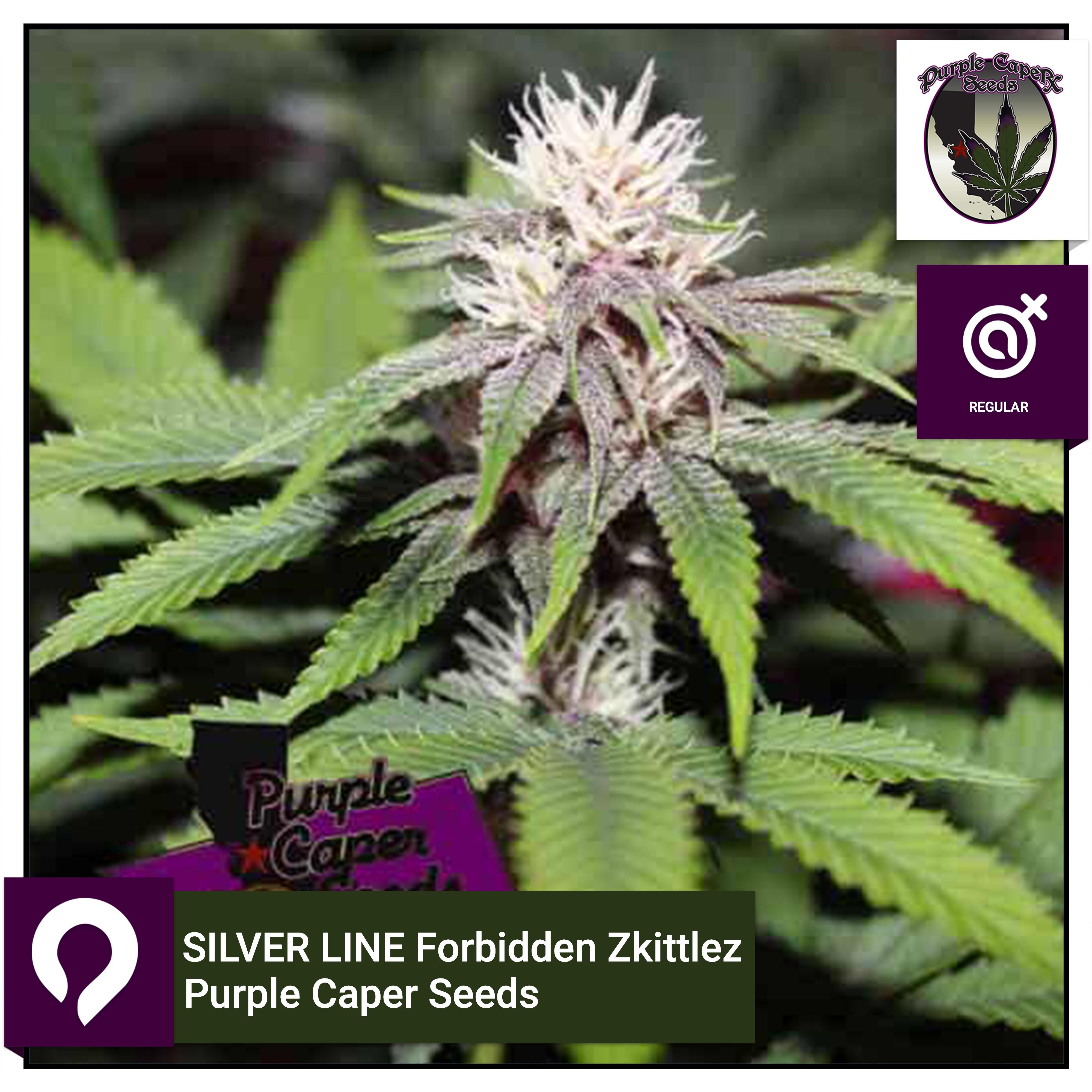 SILVER LINE Forbidden Zkittlez - Purple Caper Seeds - Regular Seeds