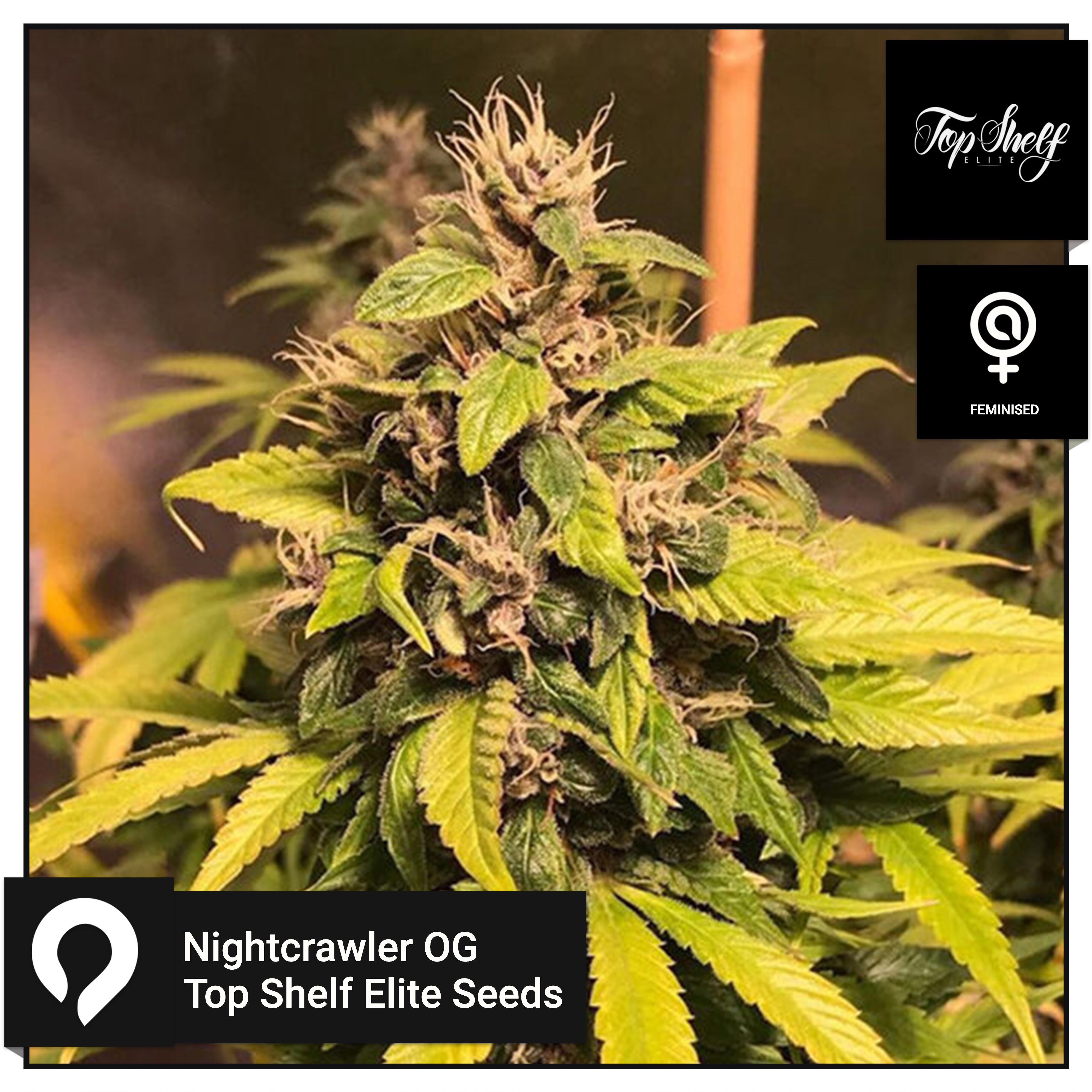 Nightcrawler OG Top Shelf Elite Seeds Feminised Seeds Kazam Seeds