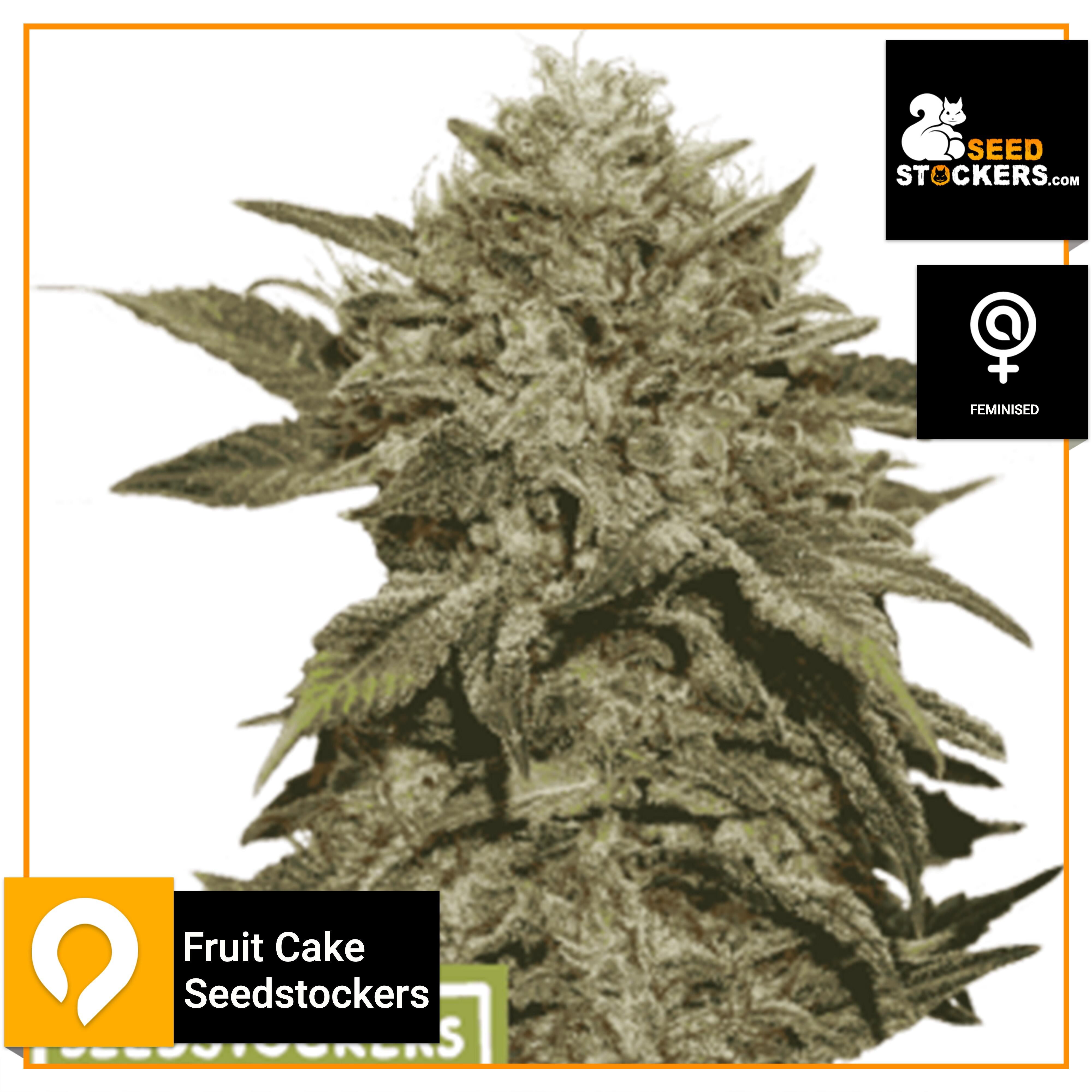 Fruit Cake Seedstockers Feminised Seeds Kazam Seeds