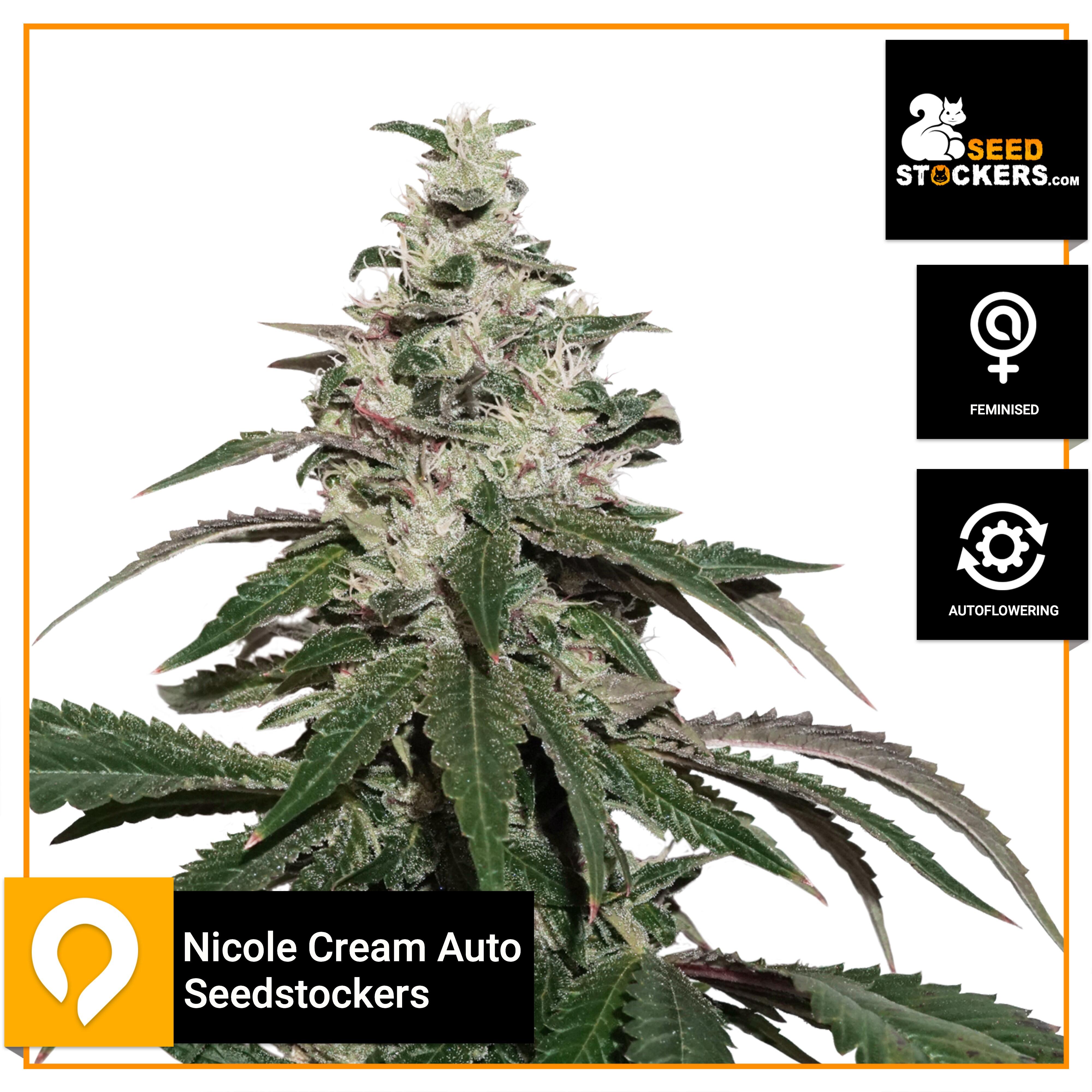 Nicole Cream Auto - Seedstockers - Feminised Seeds | Kazam Seeds