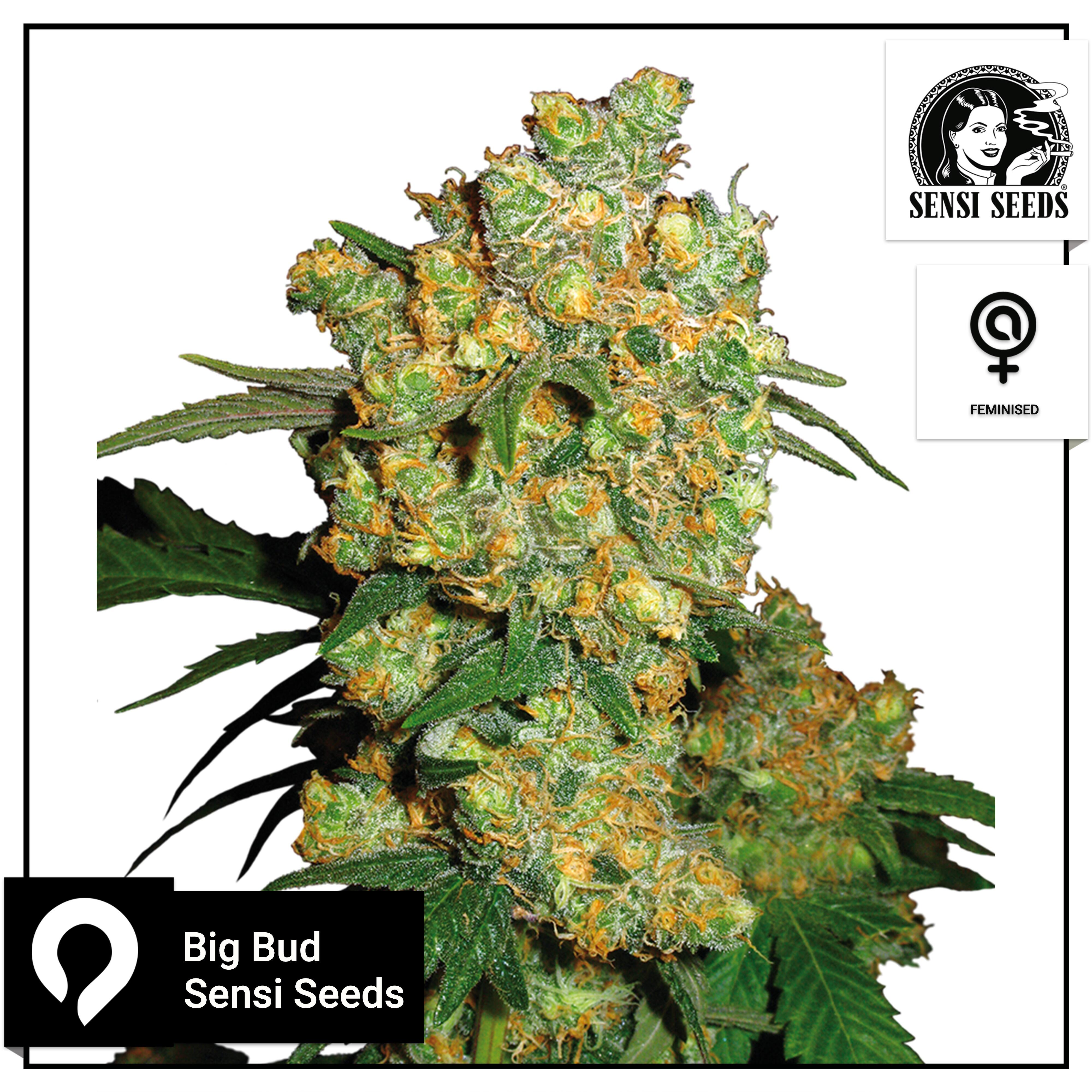 Big Bud Sensi Seeds Feminised Seeds Kazam Seeds