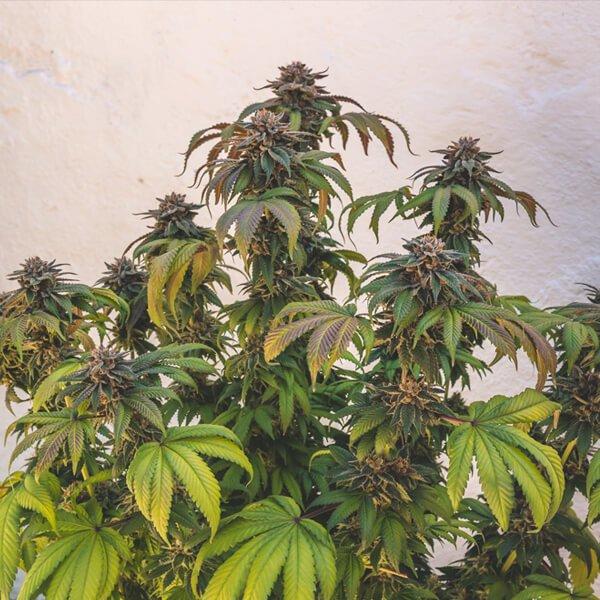 Fast Eddy Auto CBD Royal Queen Seeds Feminised Seeds Kazam Seeds
