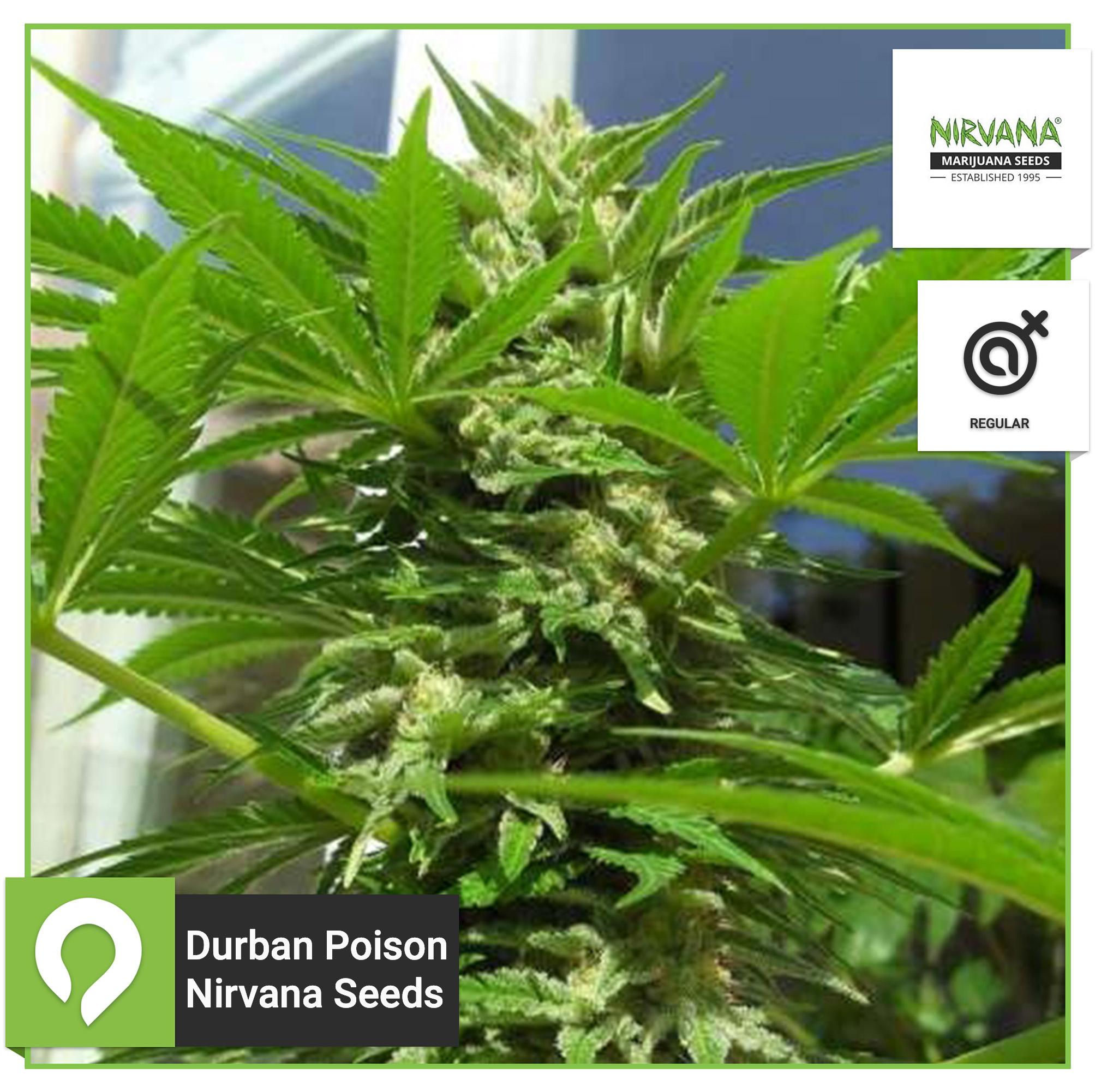 Durban Poison - Nirvana Seeds - Regular Seeds | Kazam Seeds