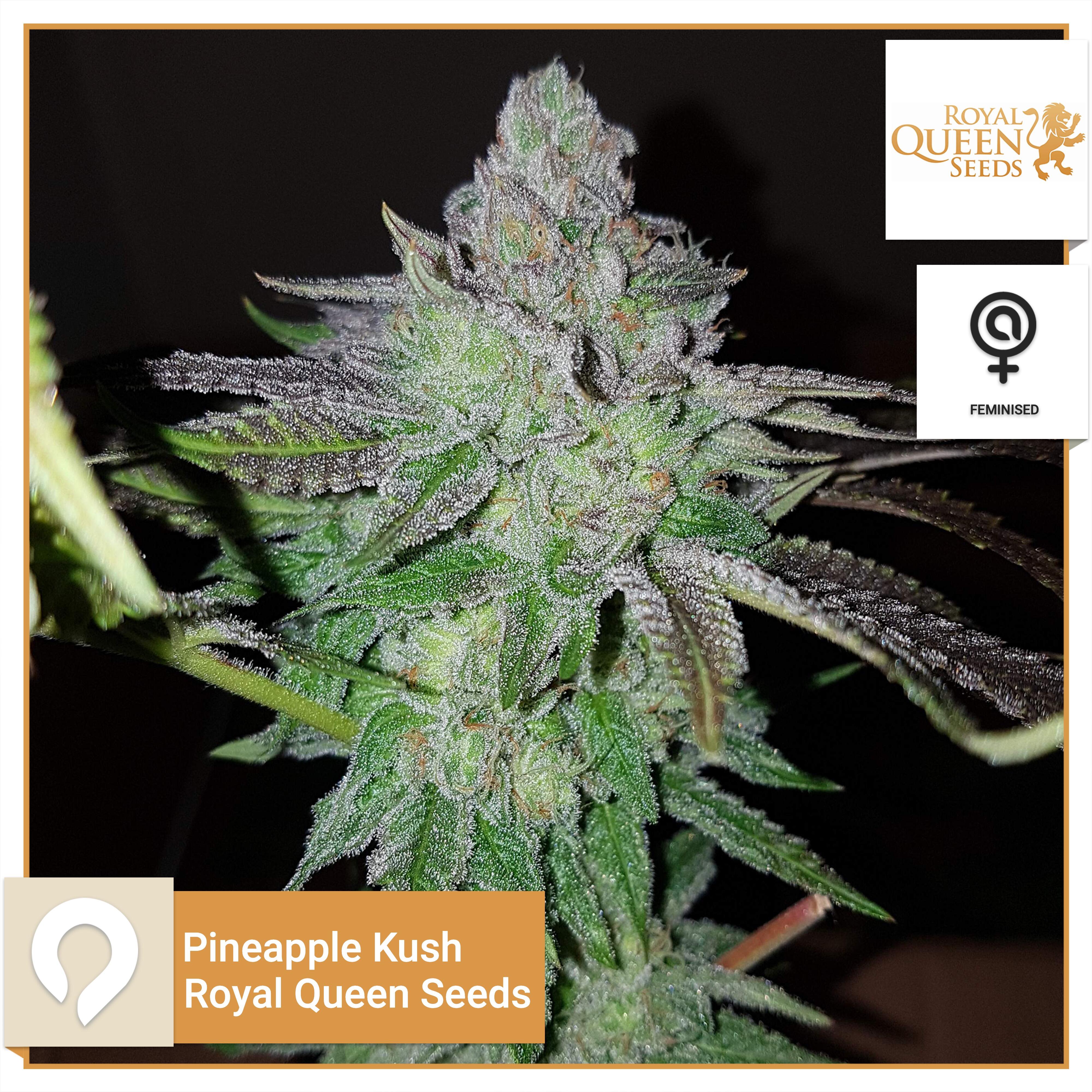 Pineapple Kush Royal Queen Seeds Feminised Seeds Kazam Seeds