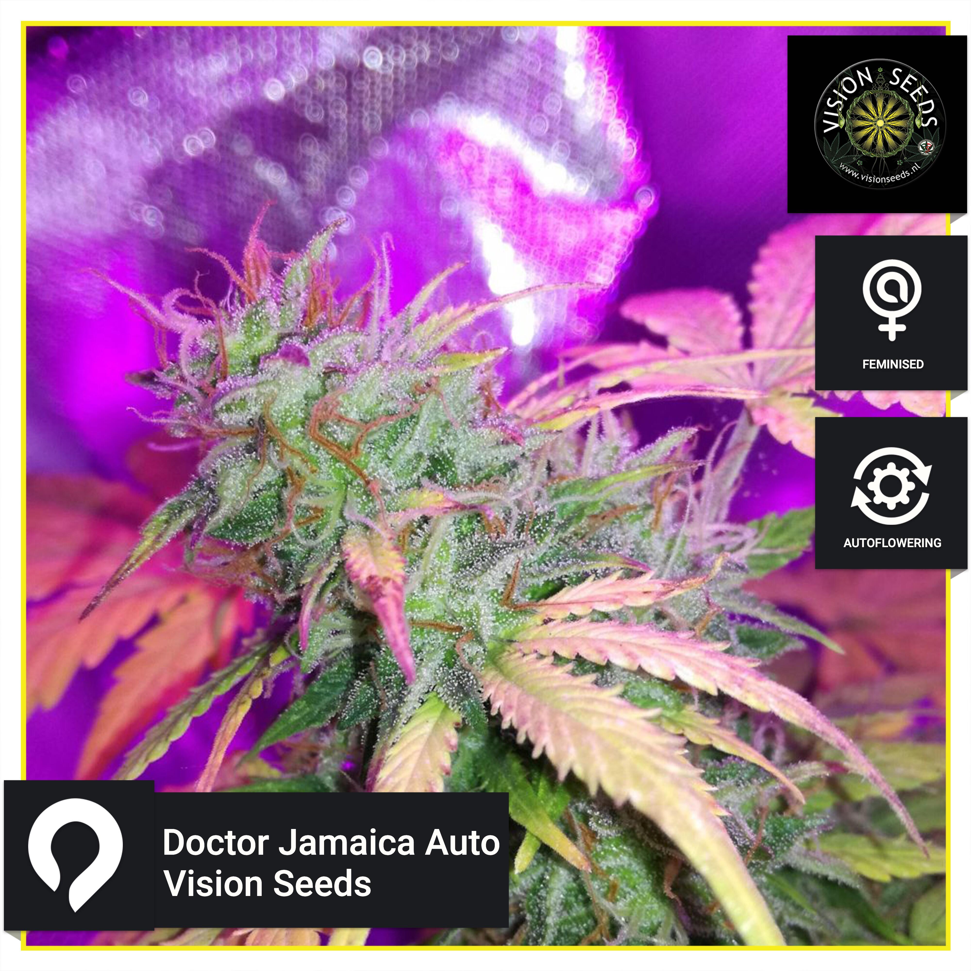 Doctor Jamaica Auto Vision Seeds Feminised Seeds Kazam Seeds