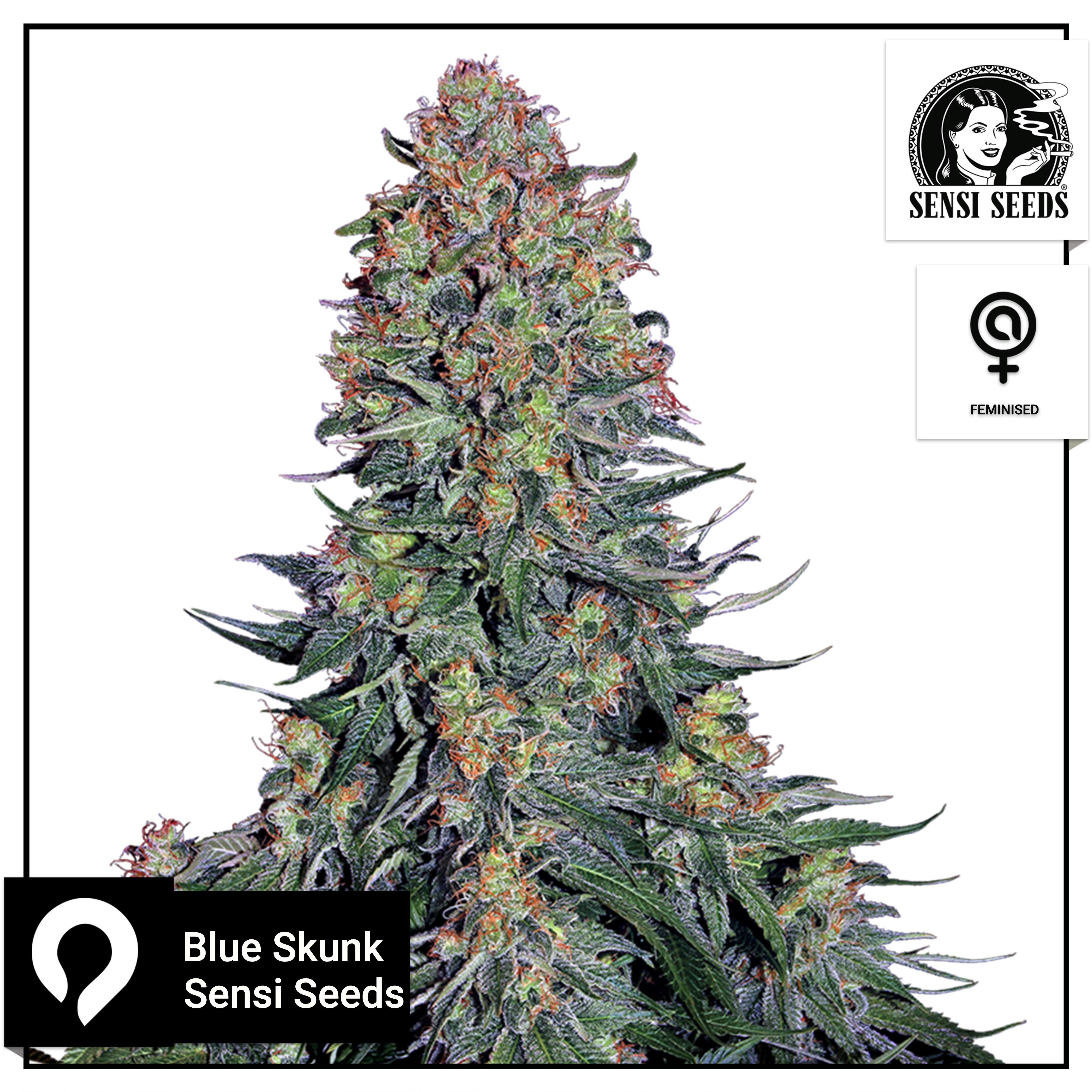 Blue Skunk Sensi Seeds Feminised Seeds Kazam Seeds