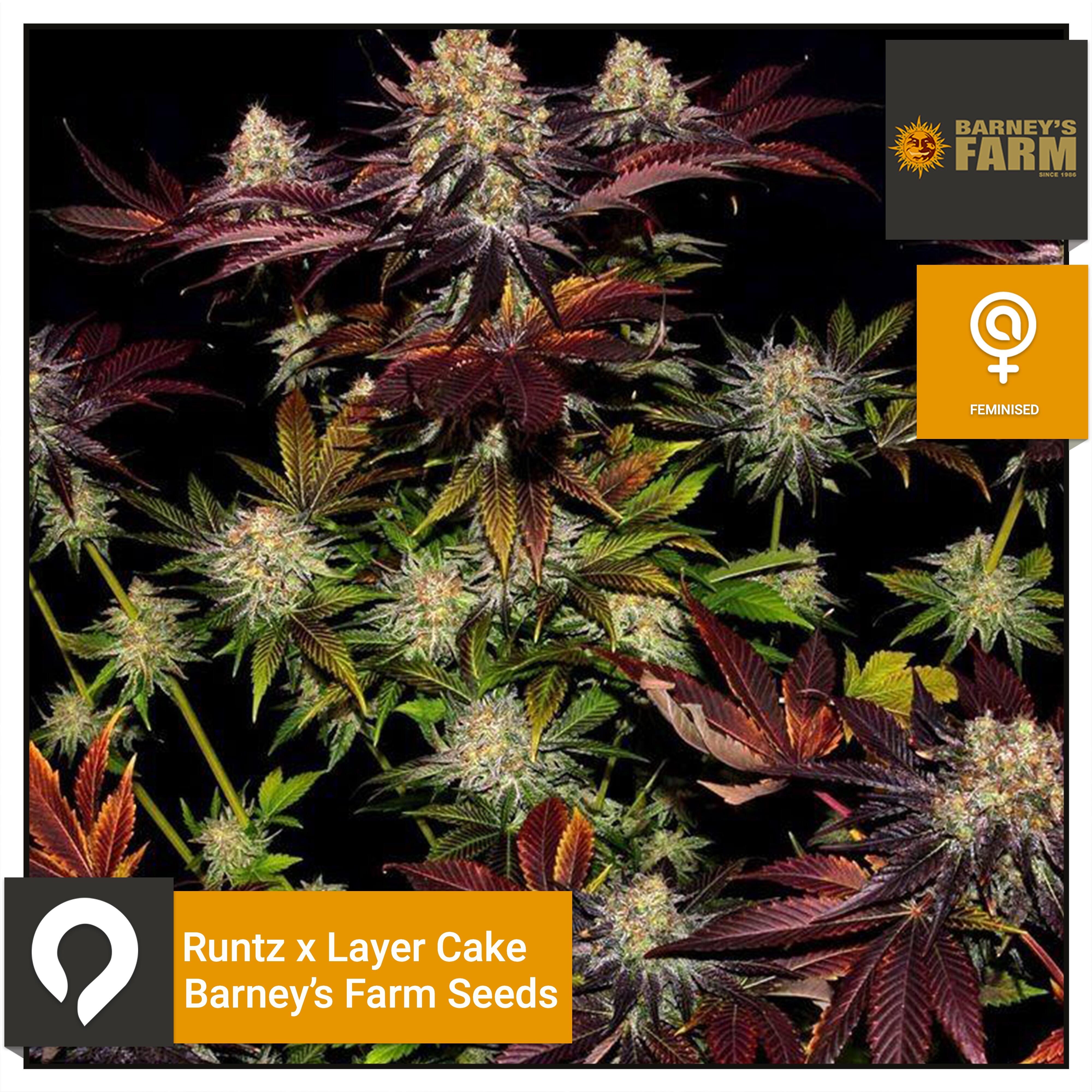 Runtz x Layer Cake Barneys Farm Seeds Feminised Seeds Kazam Seeds