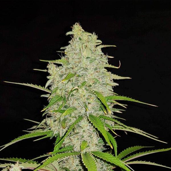 HulkBerry Auto - Royal Queen Seeds - Feminised Seeds | Kazam Seeds