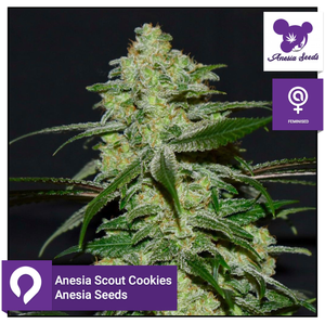 Anesia Scout Cookies
