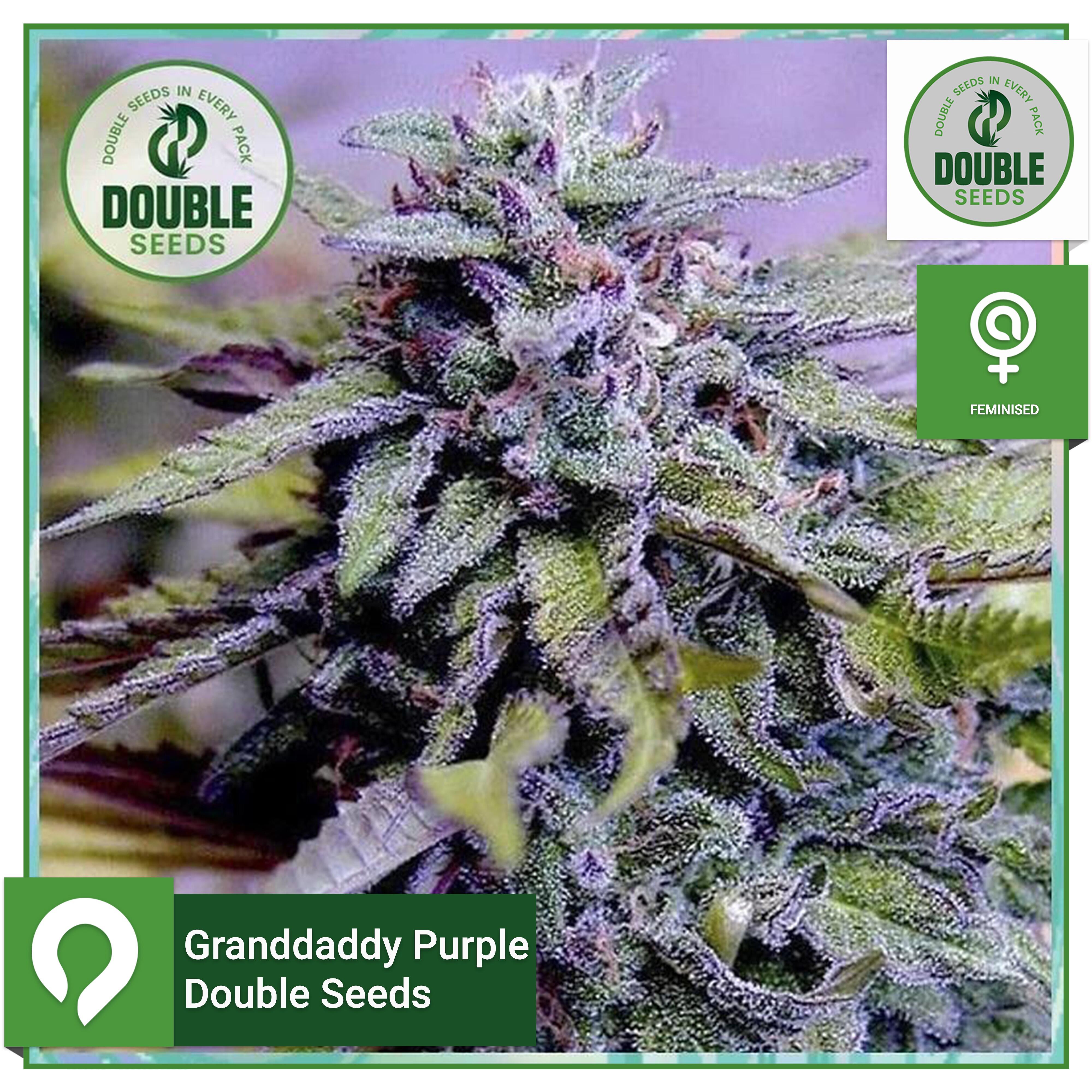 Granddaddy Purple - Double Seeds - Feminised Seeds | Kazam Seeds