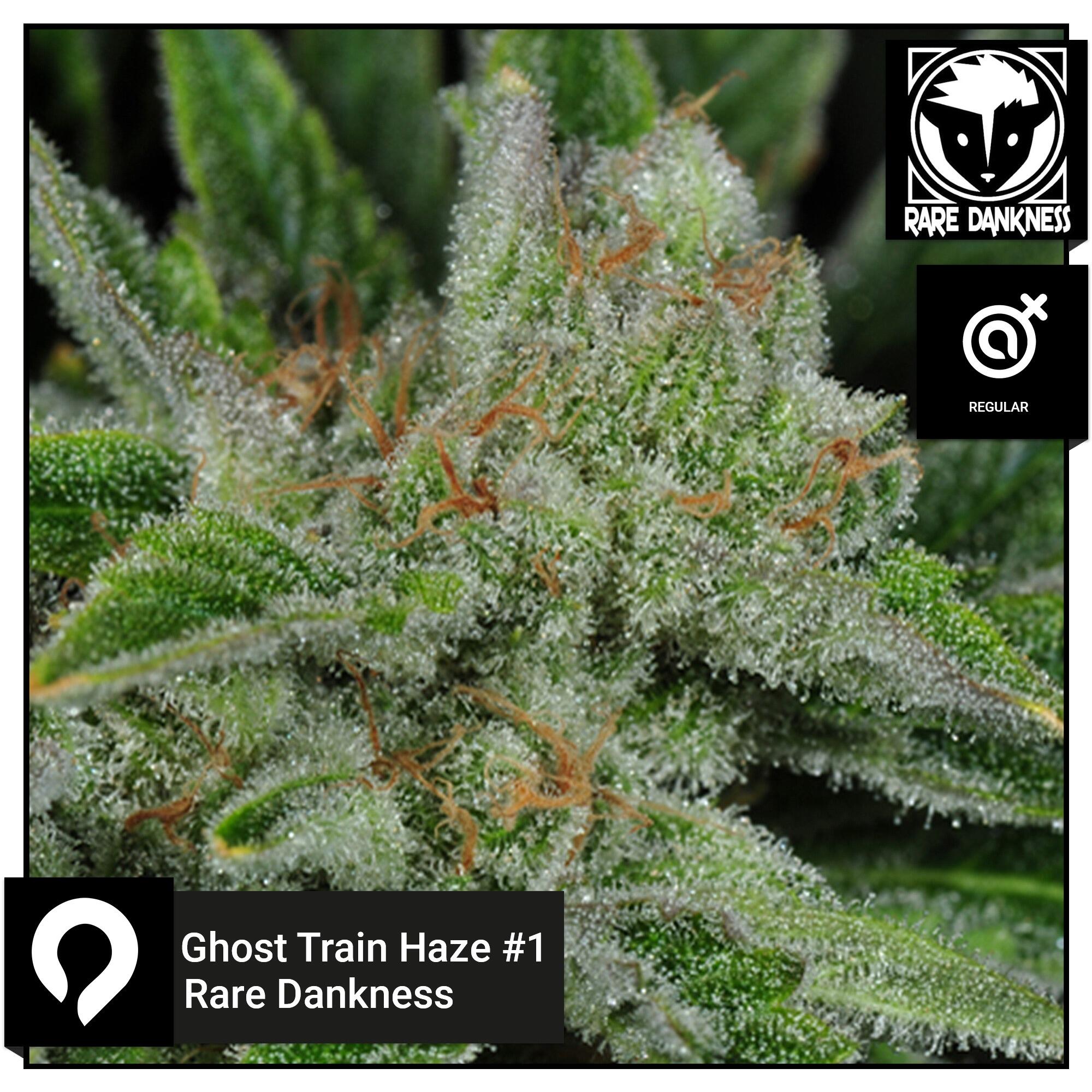 Ghost Train Haze 1 Rare Dankness Regular Seeds Kazam Seeds
