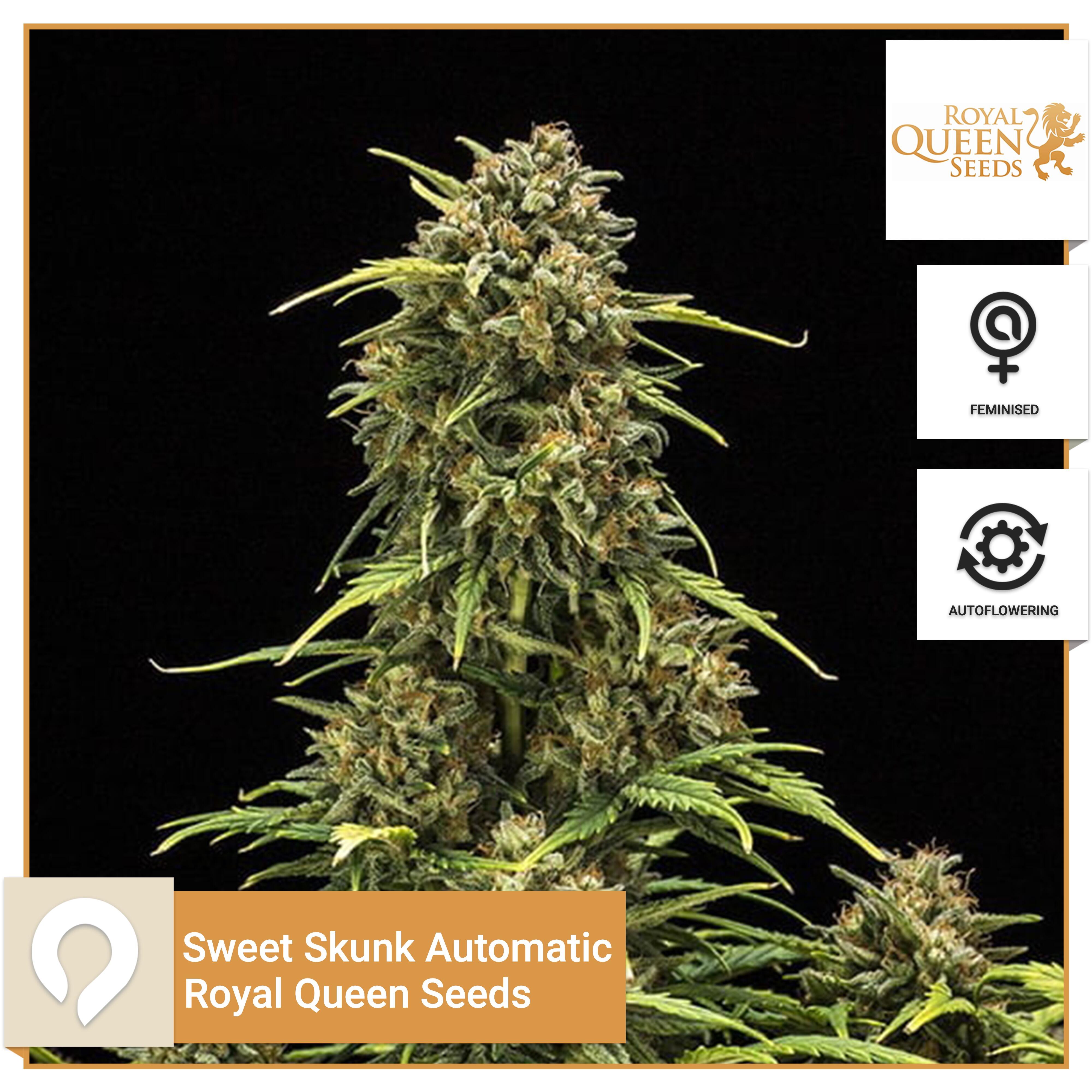 Sweet Skunk Automatic Royal Queen Seeds Feminised Seeds Kazam Seeds