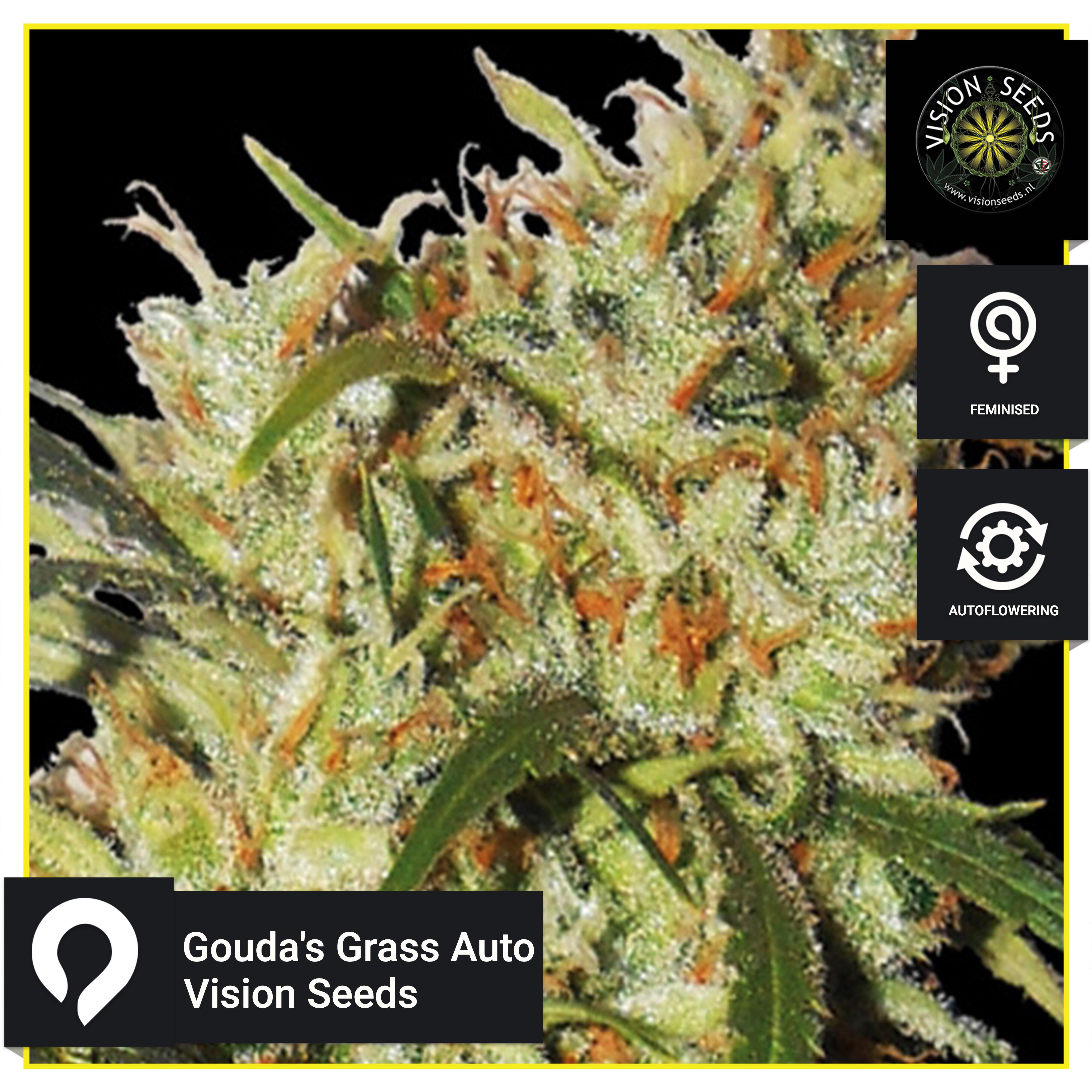 Goudas Grass Auto Vision Seeds Feminised Seeds Kazam Seeds